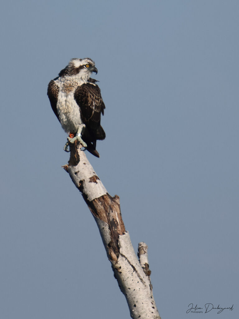 Ospreyjuvenile, identification
