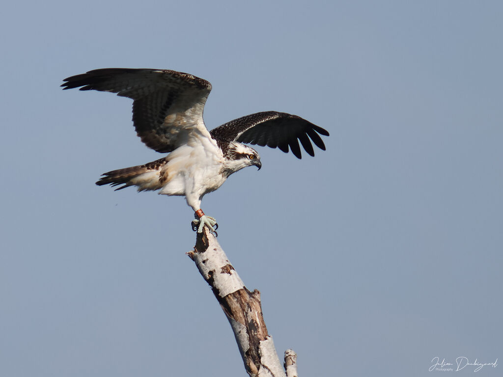 Ospreyjuvenile, identification