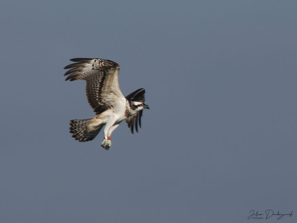 Osprey juvenile, identification