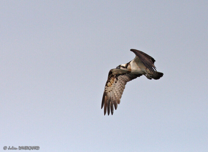 Osprey male, Flight