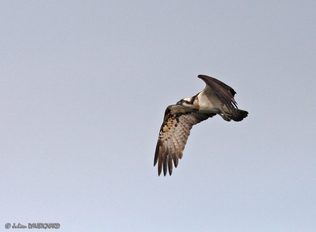 Western Osprey male, Flight