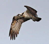 Western Osprey