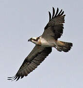 Western Osprey