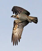 Western Osprey