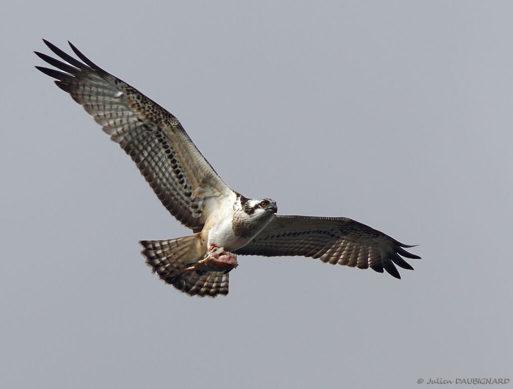 Osprey female adult, identification, Flight, feeding habits