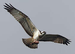 Western Osprey