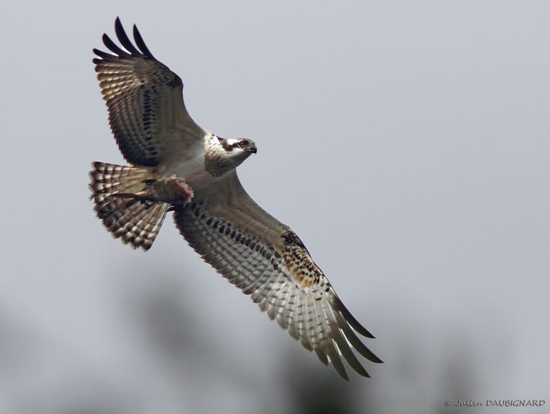 Osprey female adult, identification, Flight, feeding habits