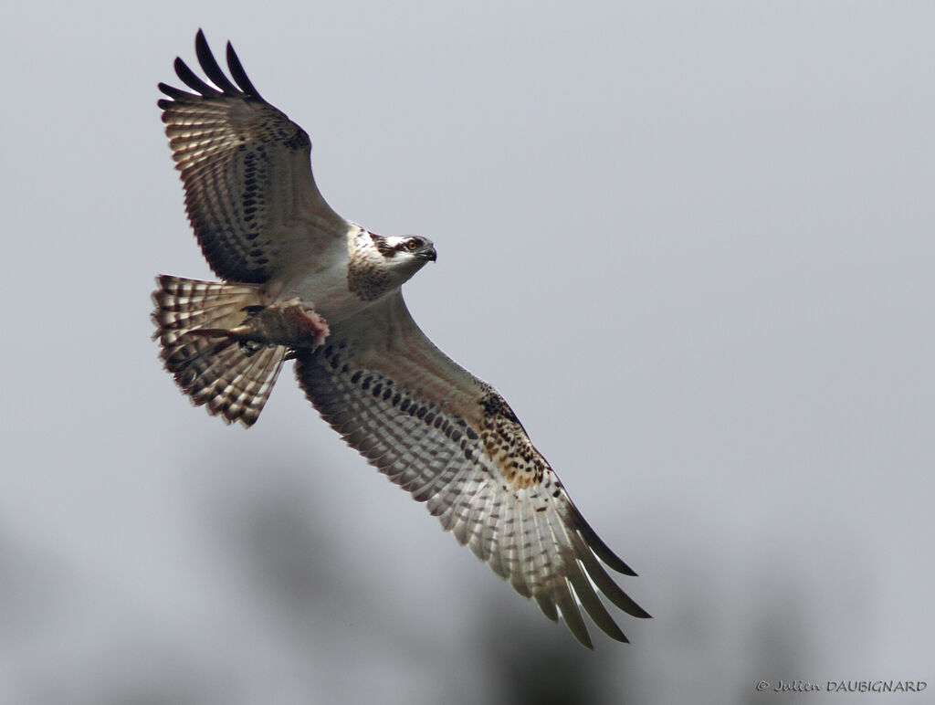 Western Osprey female adult, identification, Flight, feeding habits