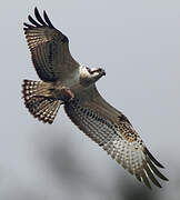 Western Osprey