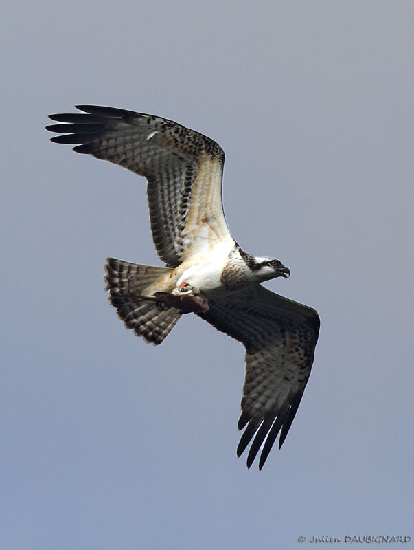 Western Osprey female adult, identification, Flight, feeding habits