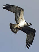 Western Osprey