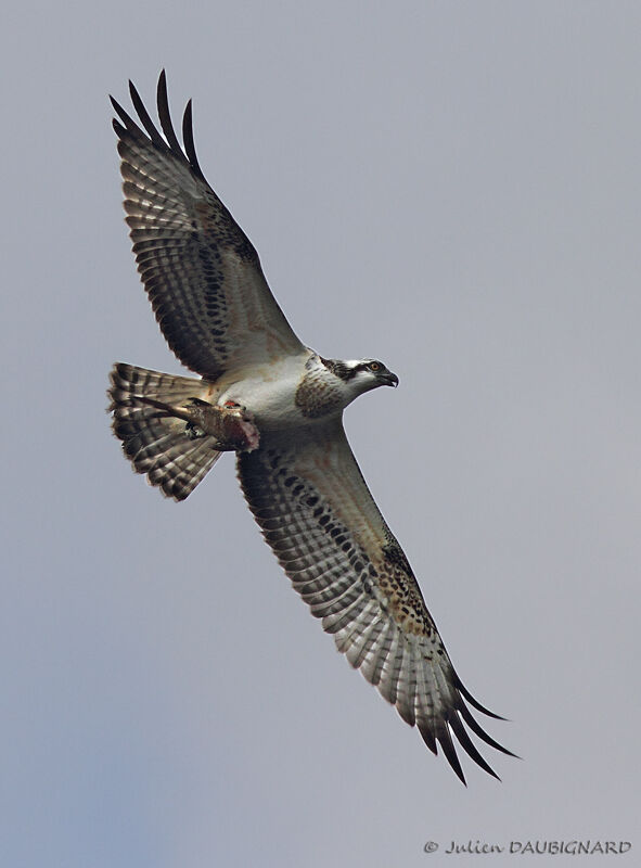 Osprey female adult, identification, Flight, feeding habits