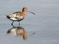 Black-tailed Godwit