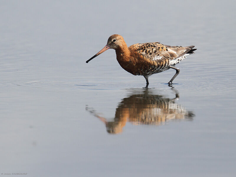 Black-tailed Godwit, identification