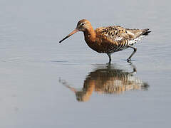 Black-tailed Godwit