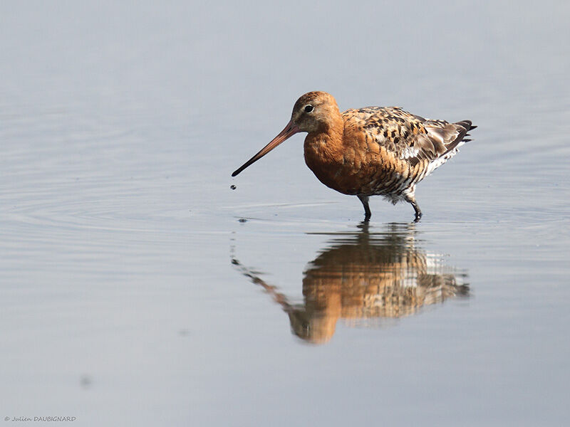 Black-tailed Godwit, identification