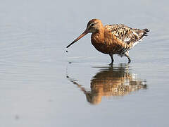 Black-tailed Godwit