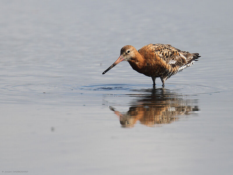 Black-tailed Godwit, identification