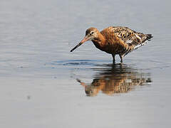 Black-tailed Godwit