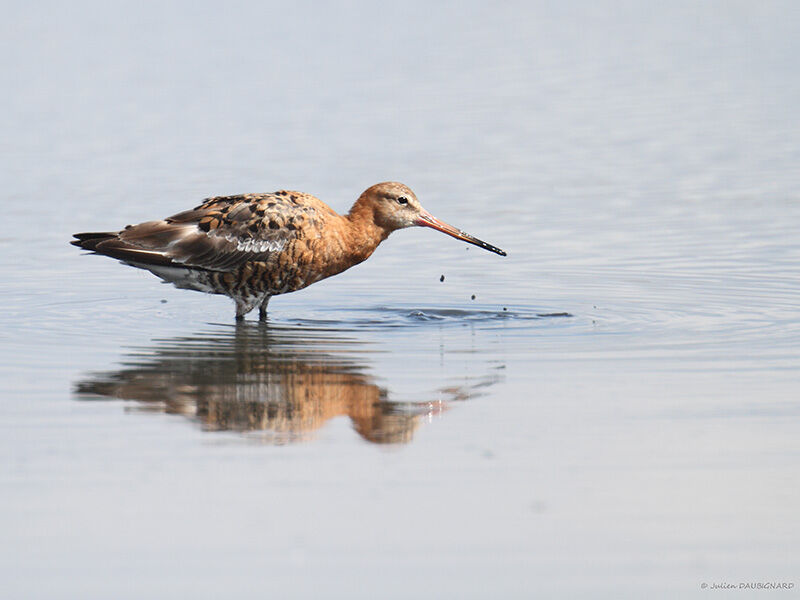 Black-tailed Godwit, identification