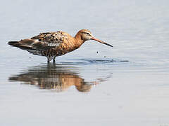 Black-tailed Godwit