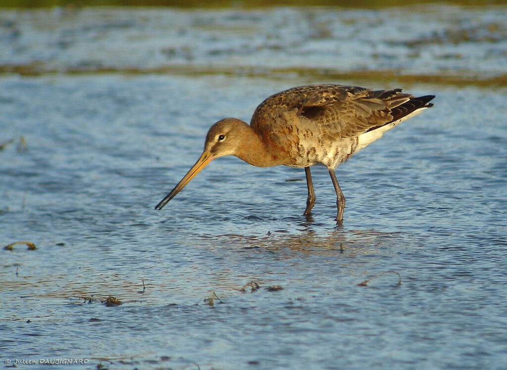 Black-tailed Godwit, identification