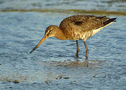 Black-tailed Godwit