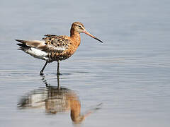 Black-tailed Godwit