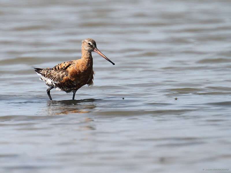 Black-tailed Godwit, identification