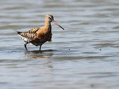 Black-tailed Godwit