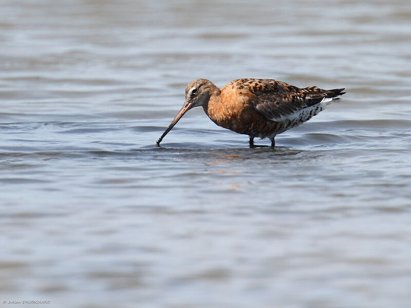 Black-tailed Godwit, identification