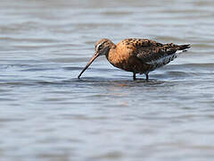 Black-tailed Godwit