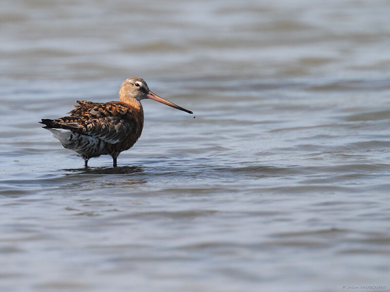 Black-tailed Godwit, identification