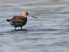 Black-tailed Godwit