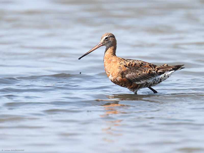 Black-tailed Godwit, identification