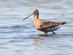 Black-tailed Godwit