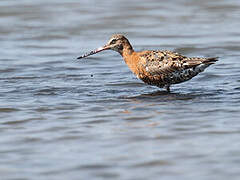 Black-tailed Godwit