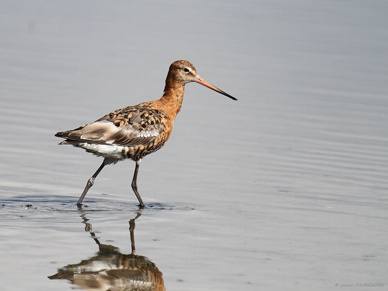 Black-tailed Godwit, identification