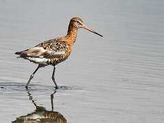 Black-tailed Godwit