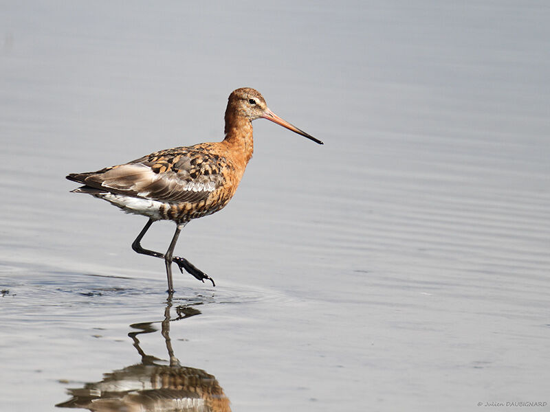 Black-tailed Godwit, identification