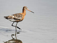 Black-tailed Godwit