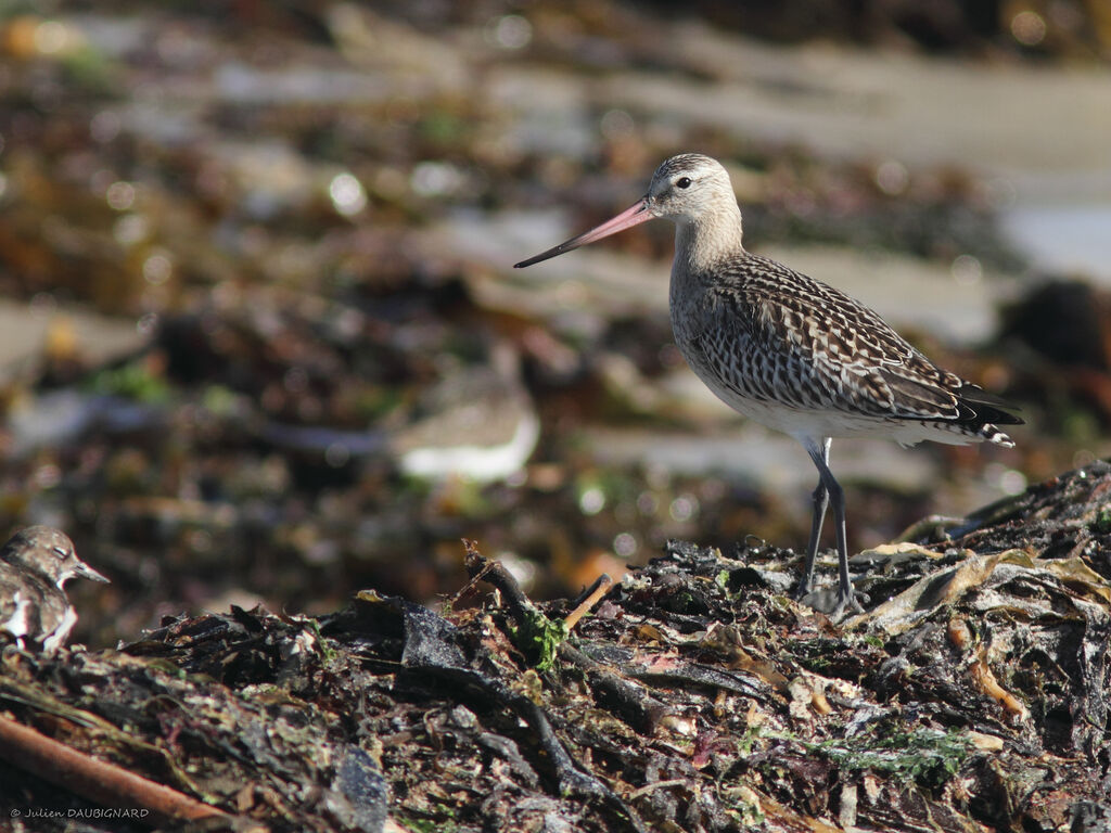 Bar-tailed Godwit, identification