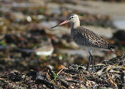 Bar-tailed Godwit