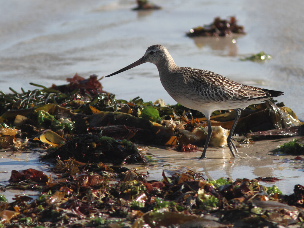 Bar-tailed Godwit, identification