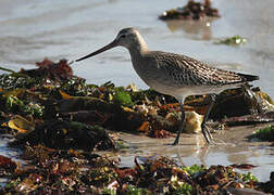 Bar-tailed Godwit