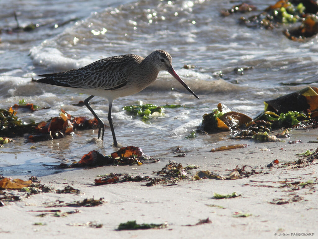 Bar-tailed Godwit, identification