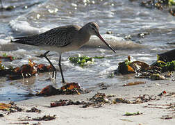 Bar-tailed Godwit