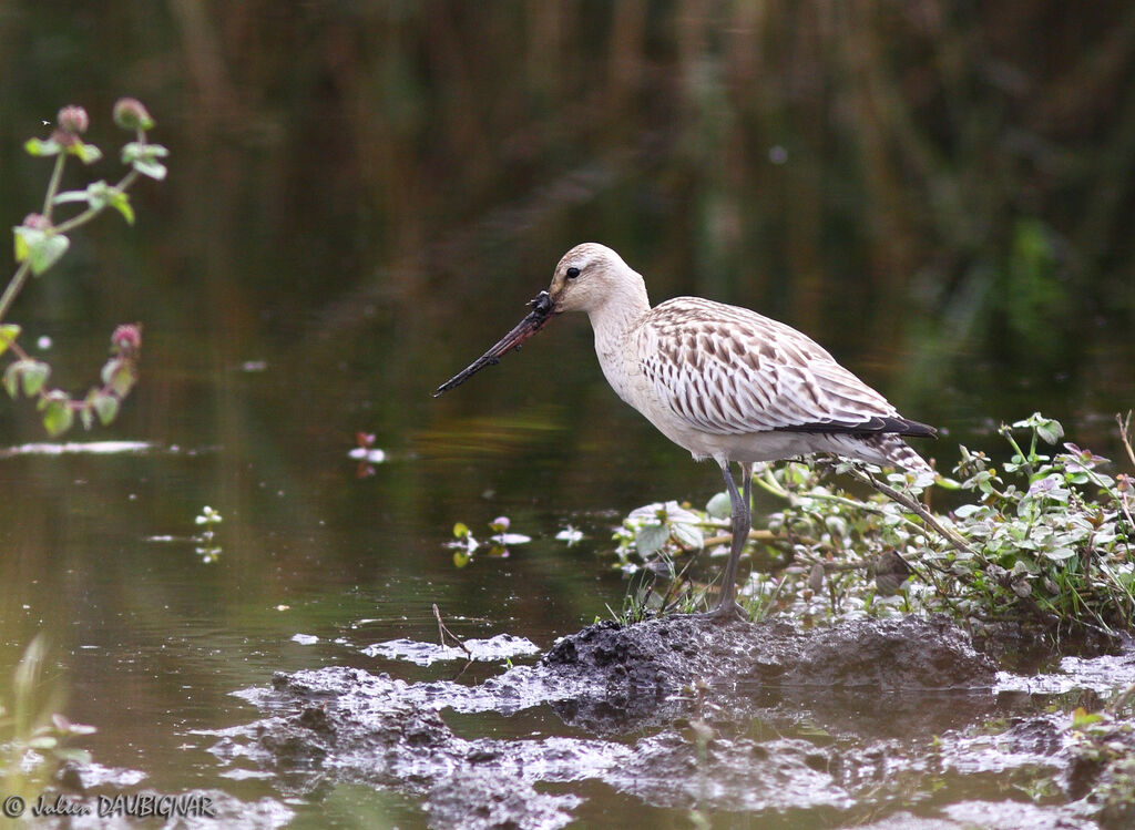 Bar-tailed Godwit, identification