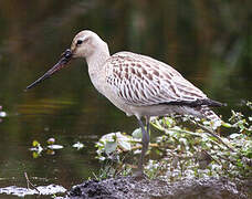 Bar-tailed Godwit