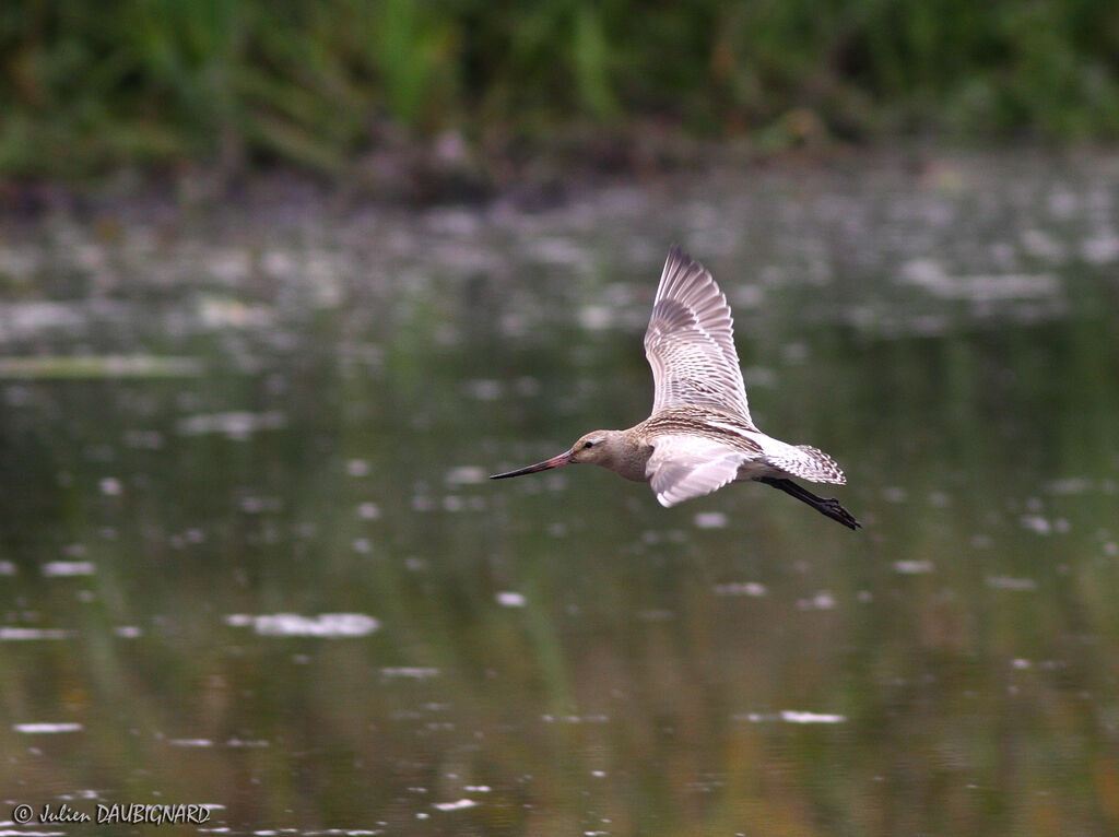 Bar-tailed Godwit, Flight